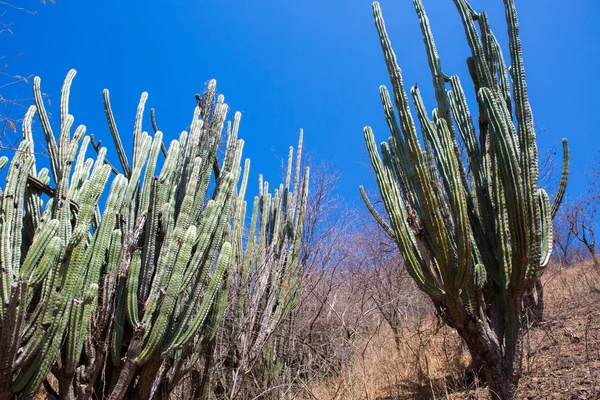 Cactus altos subiendo sobre árboles bajos en Colombia — Foto de Stock