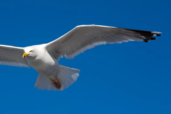 Flying Great Black-backed Gull in Brittany — Stock Photo, Image