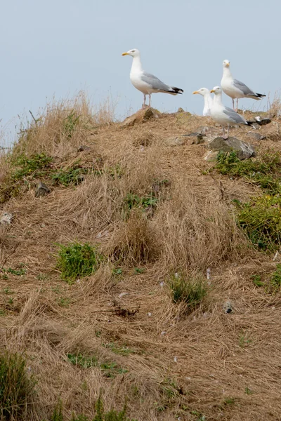 Чайки на скале над морем — стоковое фото