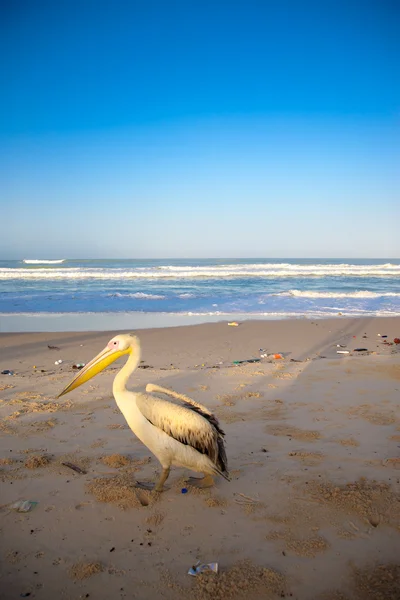 Pelican on empty beach in Saint Louis — Stock Photo, Image