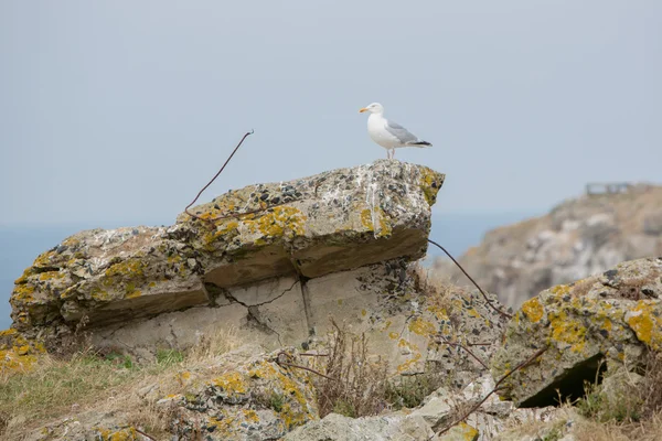 Gaviota en un acantilado sobre el mar —  Fotos de Stock