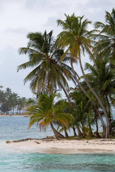 Kokosnoten op paradise island — Stockfoto