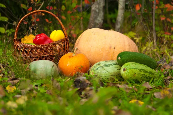 Légumes nature morte — Photo