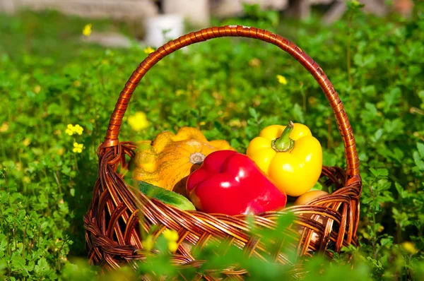 Basket qith harvest — Stock Photo, Image