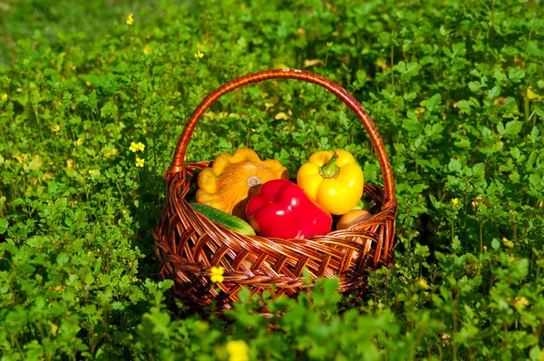 Basket with harvest — Stock Photo, Image