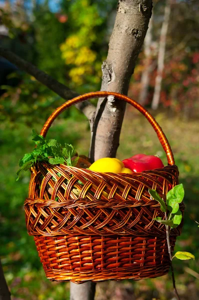 Basket with harvest — Stock Photo, Image