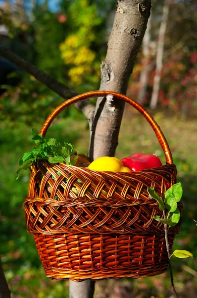 Cesta com colheita — Fotografia de Stock