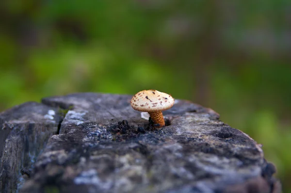 菌 — ストック写真