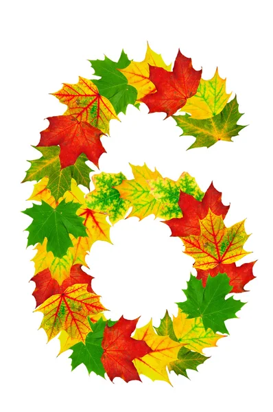 Herfst esdoorn bladeren in de vorm van nummer 6 — Stockfoto