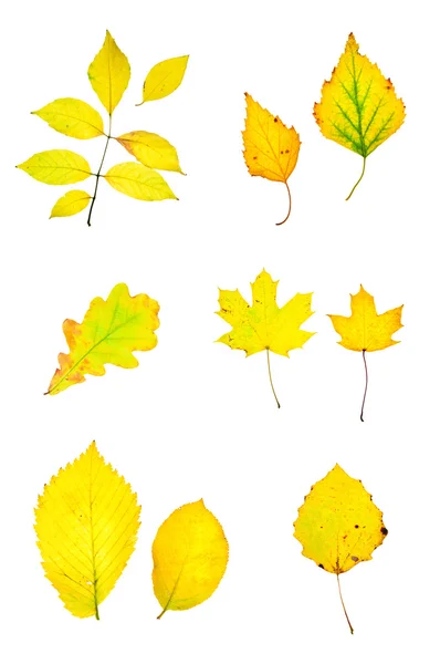 Collezione foglie giallo autunno — Foto Stock