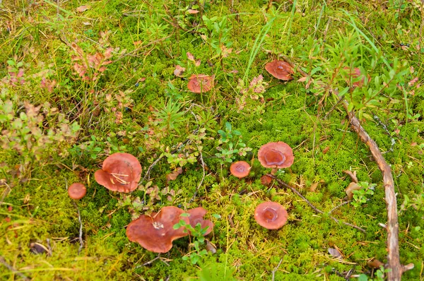 Champignons de la coiffe du lait dans la mousse — Photo