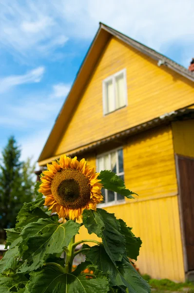 Beautiful sunflower — Stock Photo, Image