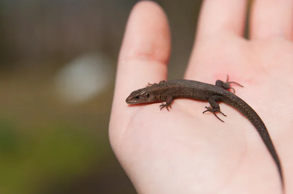 Eidechse zur Hand — Stockfoto