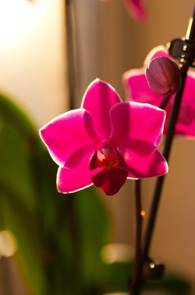 Zweig von Orchideen — Stockfoto