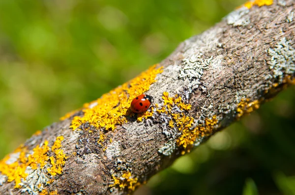 Coccinella Fotografia Stock