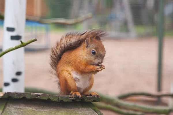 Rothörnchen Stockbild