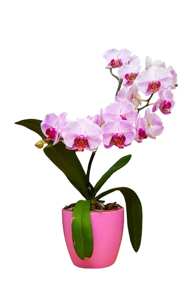 Orchid in pot Royalty Free Stock Images