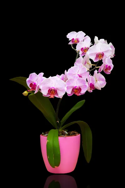 Orchid in pot Stock Photo