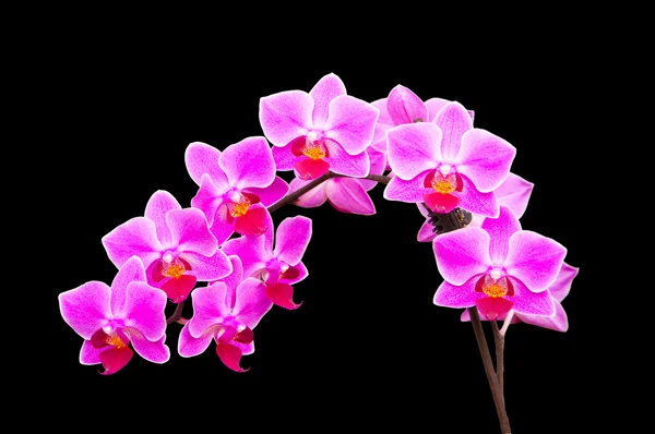 Zweig von Orchideen lizenzfreie Stockbilder
