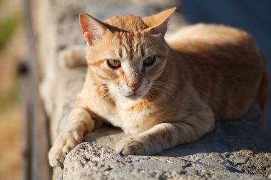 büyük kırmızı kedi