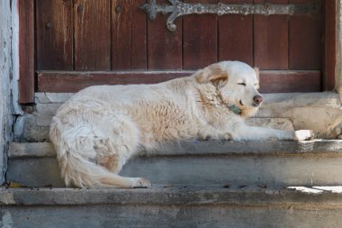 büyük beyaz bir köpek
