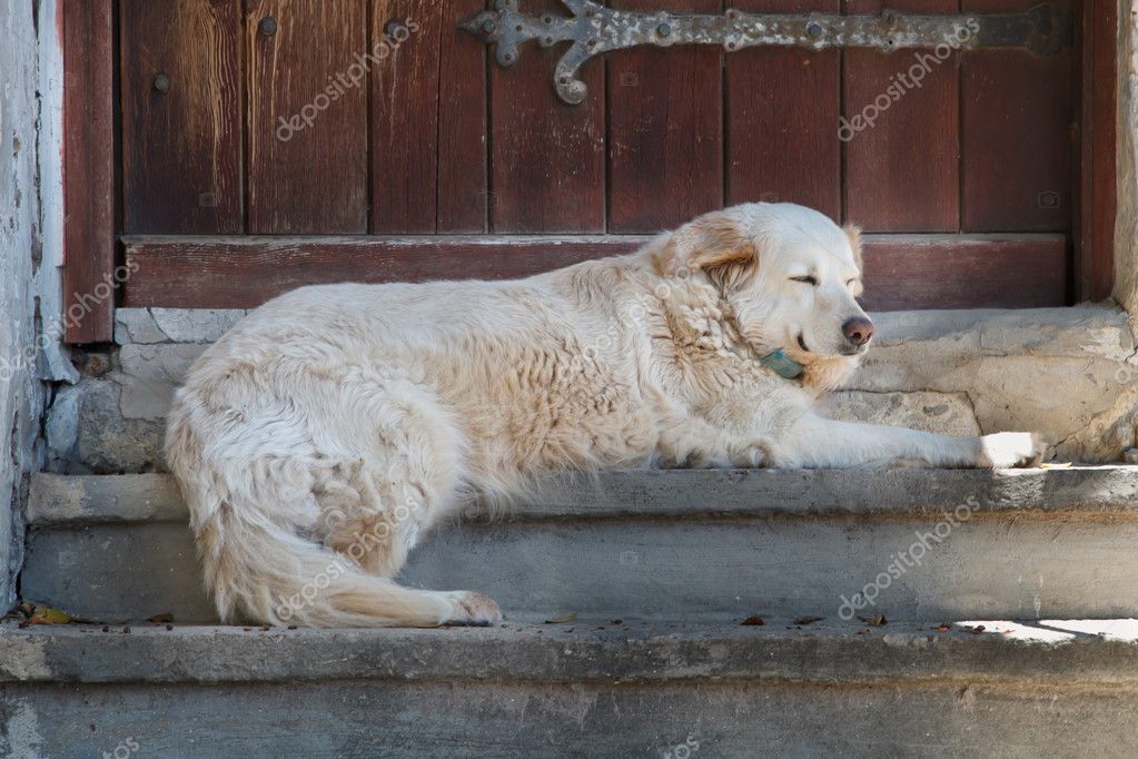 großer weißer hund — Stockfoto © naftalin 42620157