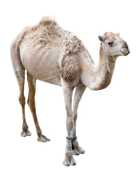 Dromedary camel — Stock Photo, Image