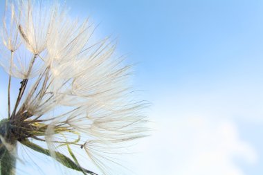 Batı Goat's-Beard