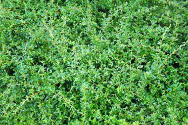 dağ muşmulası Yeşiller