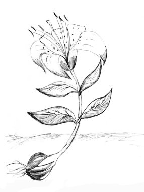 el boğulmak lily