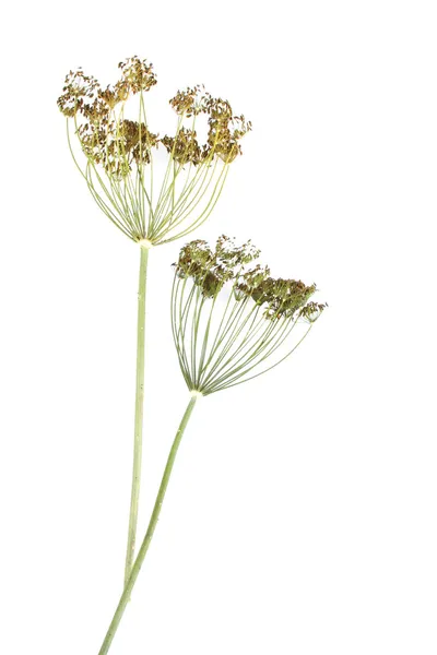 Dill — Stock Photo, Image