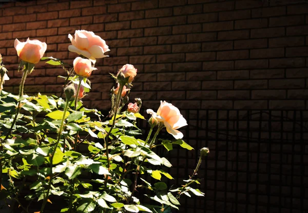 Cespuglio di rose su sfondo di mattoni — Foto Stock