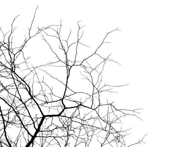 Branches sur blanc — Photo