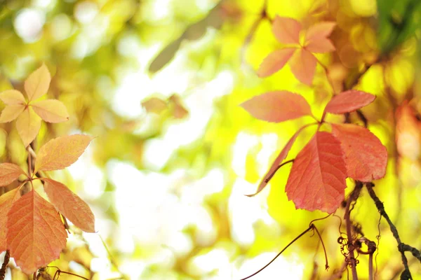 Fondo otoño rojo y amarillo —  Fotos de Stock