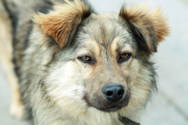 sokak köpeği