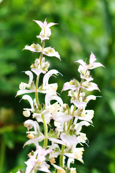 Salvia sclarea — Stock Image Salvia sclarea Stock Picture