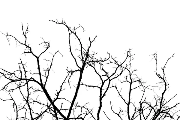 Ramas de árboles — Foto de Stock