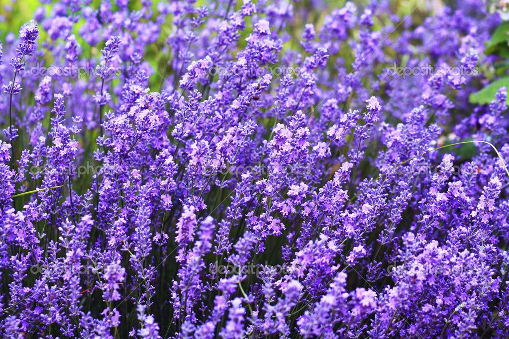Lavender Flowers — Stock Photo © 29149867