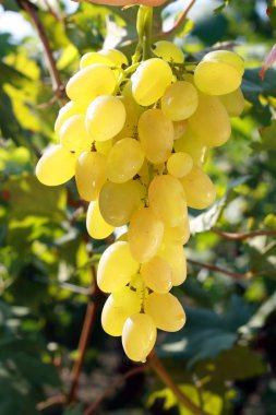 beyaz üzüm