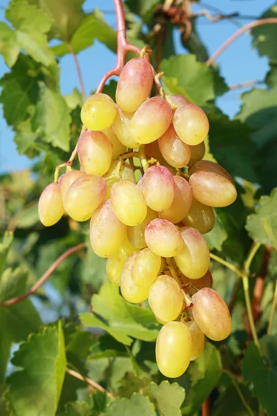 Reife rote Traube — Stockfoto