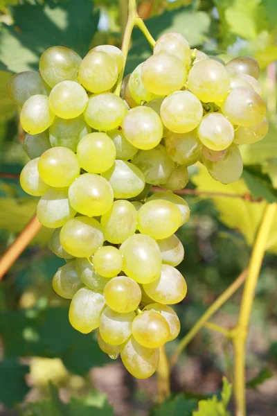 Weiße Traube — Stockfoto