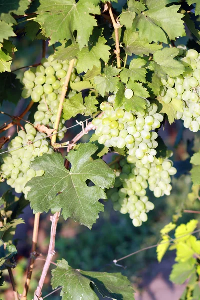 Megérett a fehér szőlő — Stock Fotó