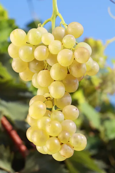 Witte druif — Stockfoto