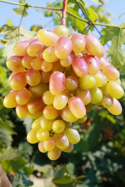 Uva roja madura — Foto de Stock