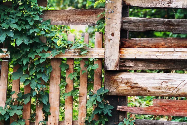 Planta sobre valla de madera — Foto de Stock