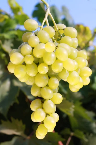 Fehér szőlő — Stock Fotó