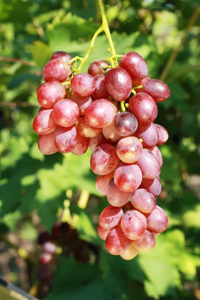 Dojrzałych winogron — Zdjęcie stockowe