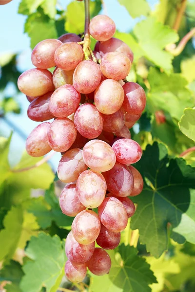 Dojrzałych winogron — Zdjęcie stockowe