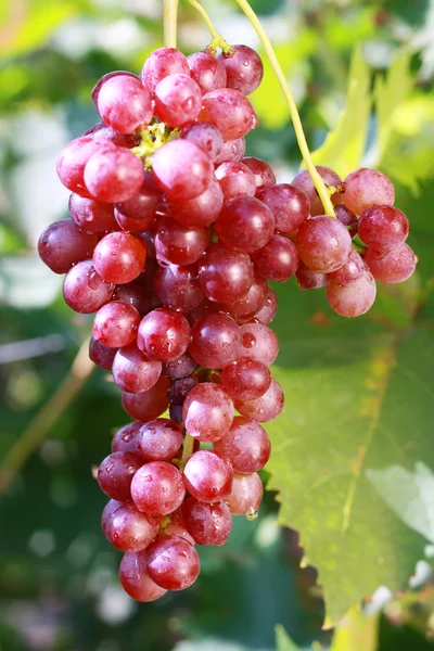 Стиглі червоного винограду — стокове фото