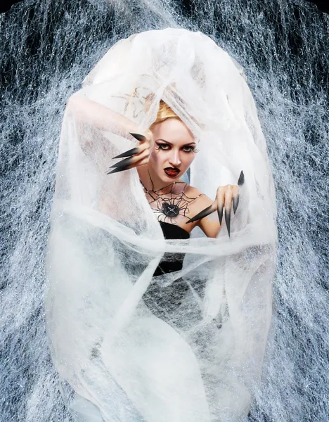 Spider queen — Stock Image Spider queen Stock Image